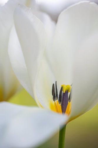 Simplicité sur Foto A de Jong