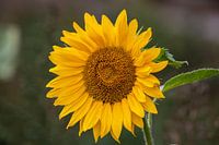 Zonnebloemen in de nazomer