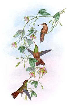 Yucatan Amazili, John Gould van Hummingbirds