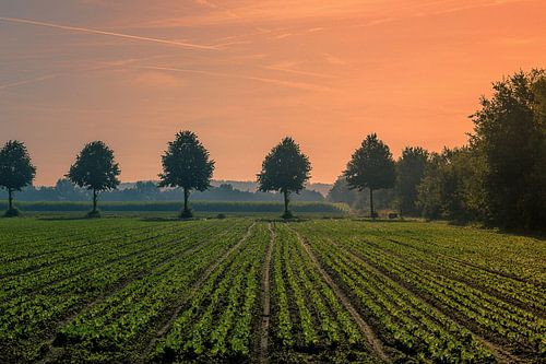 Avondrood boven een weiland bij landgoed Visdonk (Roosendaal)