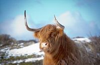 Schotse Hooglander in kleur van Claire Groeneveld thumbnail
