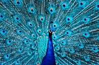 The proud peacock by Violetta Honkisz thumbnail