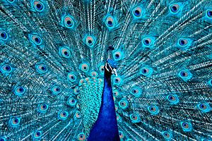 The proud peacock by Violetta Honkisz