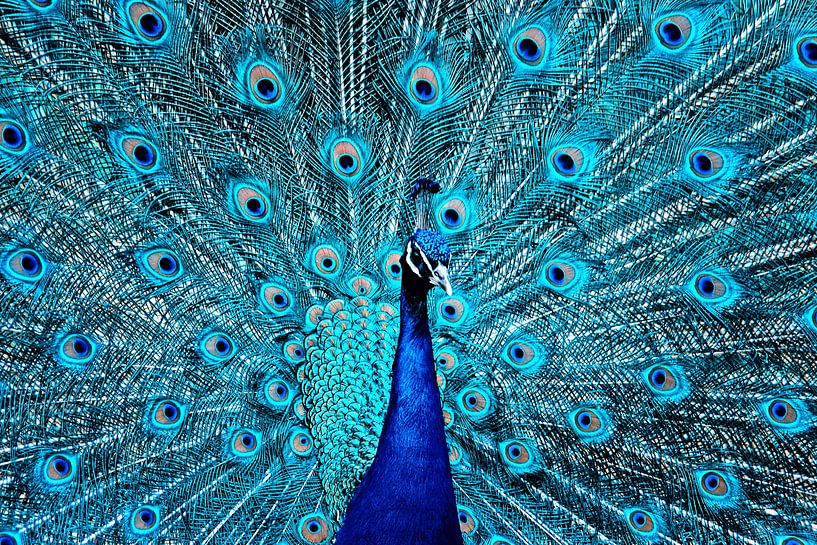 The proud peacock by Violetta Honkisz