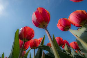 Tulpen 01 van Moetwil en van Dijk - Fotografie