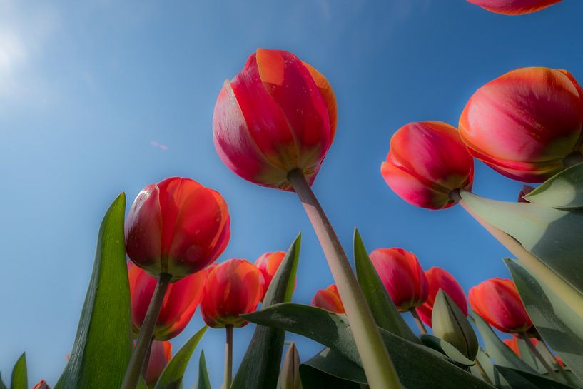 Tulpen 01 von Moetwil en van Dijk - Fotografie