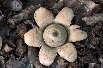 Champignon de terre à collier sur Peter Bartelings