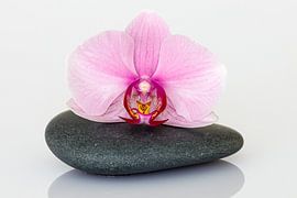 Orchid by Roland Brack