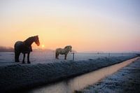 Texel Landschap 008
