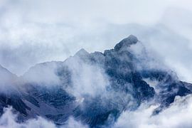 Majestic by Harold van den Berge