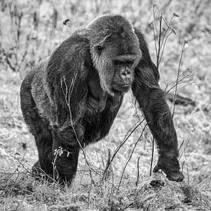 Gorille sur Rob Boon