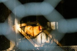 Hähnchen am Spieß von noa cats