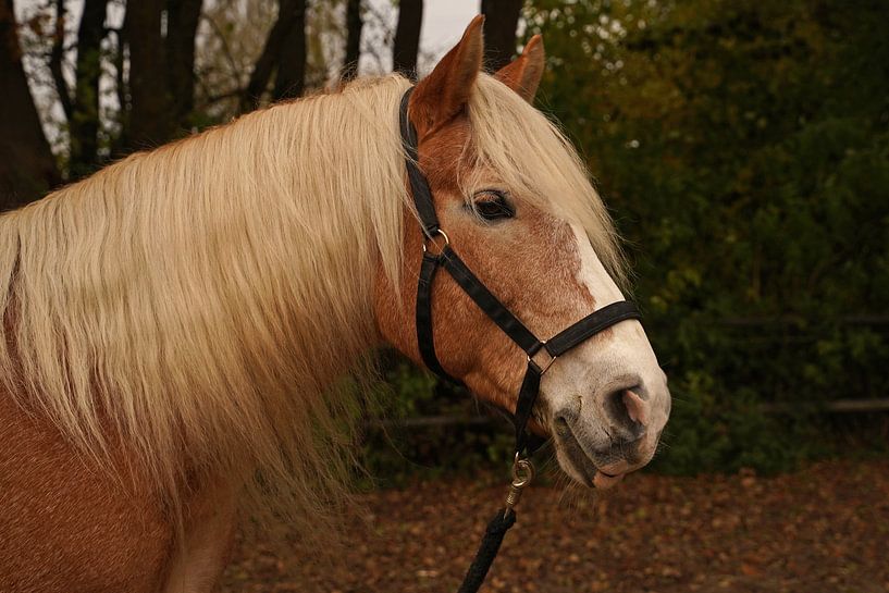 Fotoshoot met lichtbruine Haflinger met beige manen van Babetts Bildergalerie