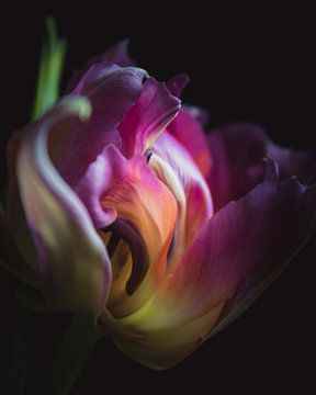 Elegant tulip dark & moody van Sandra Hazes