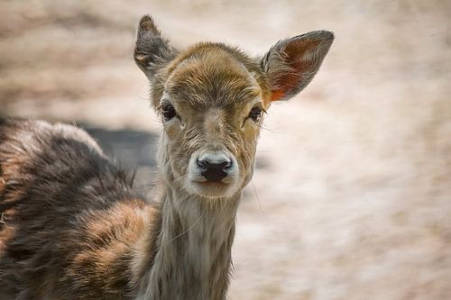 Portret van een hertje