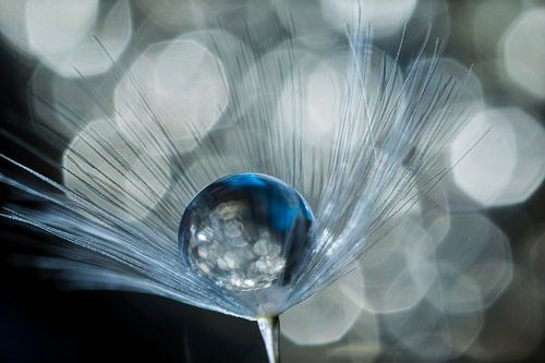 Waterdruppel in paardenbloem