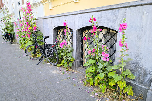 Zwarte fiets leunend tegen een stadsmuur, met roze stokrozen op de stoep