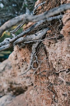 Beauté brute d'Ibiza : racines d'arbres en terre rouge // Photographie de nature et de voy