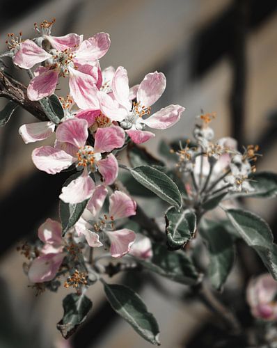 Bloesem in zachte tinten en colour pop