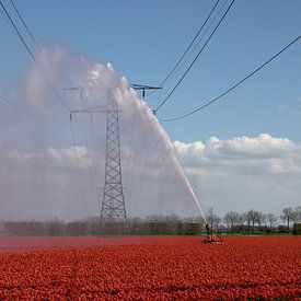 Bewässerung eines Feldes mit roten Tulpen an einem schönen Frühlingstag von W J Kok