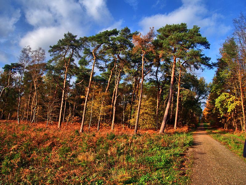 in het bos 5 van Edgar Schermaul