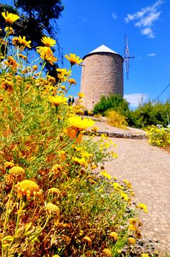 Yellow Mill by Sabrina Varao Carreiro