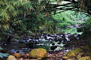 Vue sur la rivière dans les jardins botaniques de Bogor, anciennement Buitenzorg