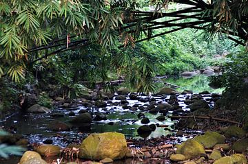 Blick auf den Fluss in den Botanischen Gärten von Bogor, ehemals Buitenzorg von Maurits Bredius
