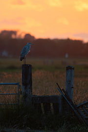 Blauwe reiger op een hek met ondergaande zon van Levi Loeve