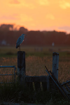 A grey heron on a fence with the setting sun