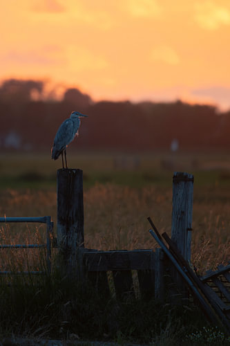A grey heron on a fence with the setting sun