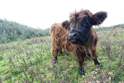 Schotse Hooglander kalf