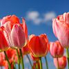 Tulpen - Lentebloemen in Nederland van Jan Jansen Natuurfotografie