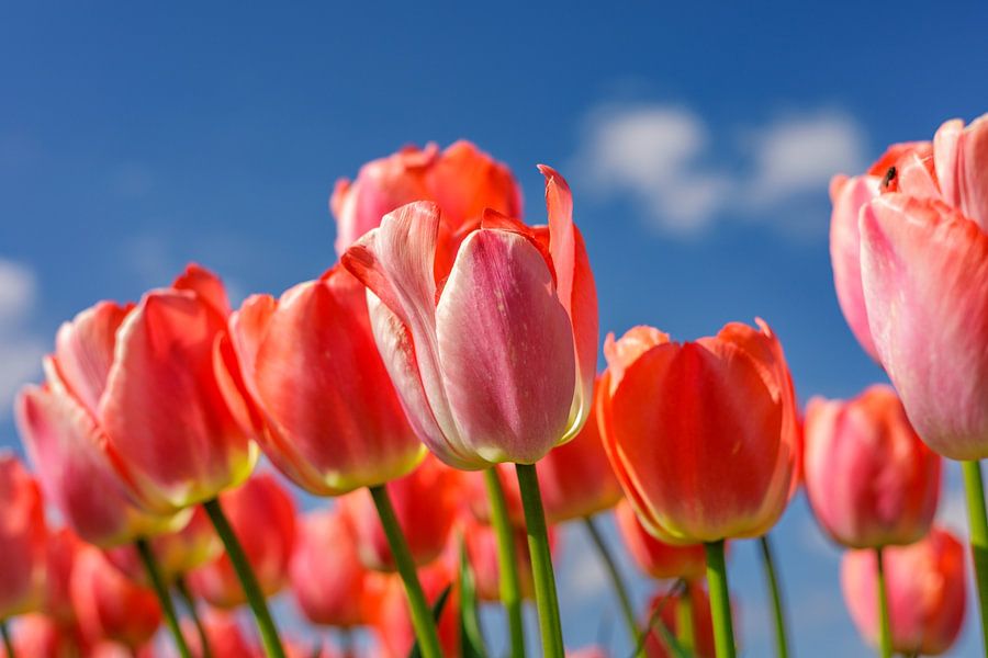 Tulpen - Lentebloemen in Nederland