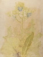 Ecoprint of wild plants collage