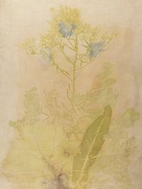 Ecoprint von Wildpflanzen Collage von Liesbeth Bulk