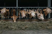 vaches
