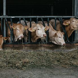 Koeien op stal Zuid-Limburg
