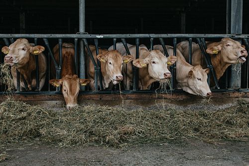 Koeien op stal Zuid-Limburg