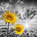 Zwei Sonnenblumen im Fokus von Melanie Viola Miniaturansicht