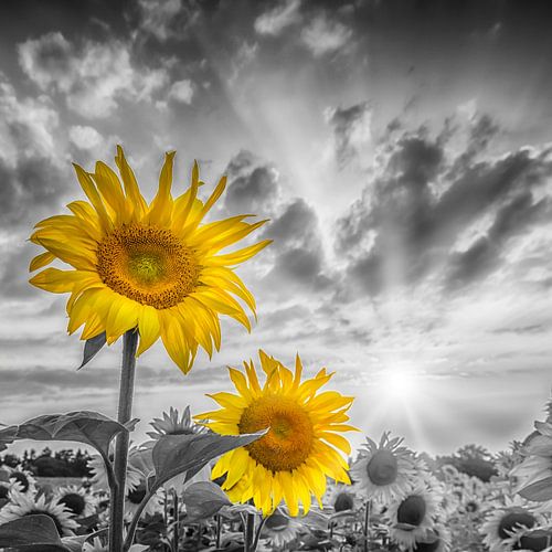 Twee zonnebloemen in focus