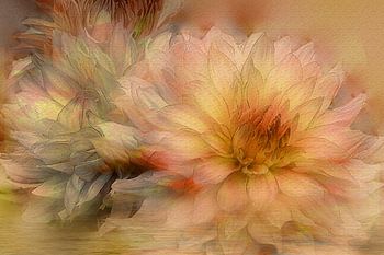 Avondlicht over Dahlia's