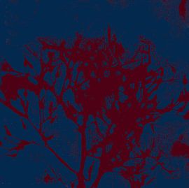 Abstract botanical art. Organic shapes in dark cobalt blue and warm brown. by Dina Dankers