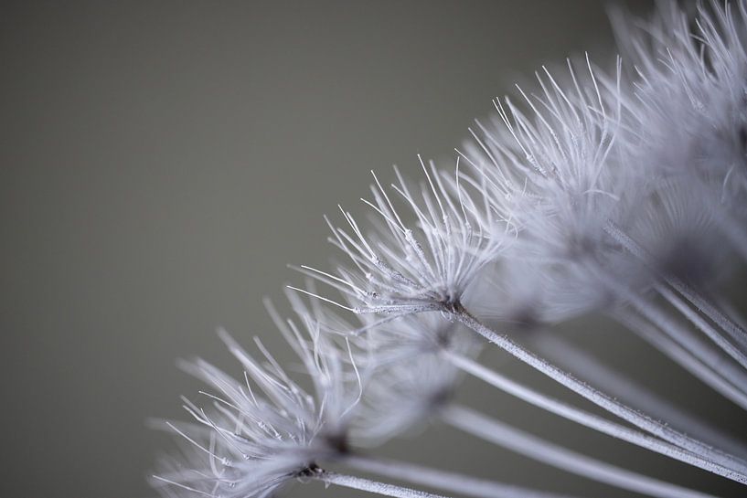 Hogweed by Chantal Speelman