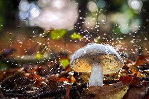 Ein weißer Röhrenpilz in einem magischen Herbstwald.