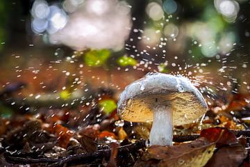 Een witte buisjes zwam in een magisch herfstbos. van Fotografiecor .nl