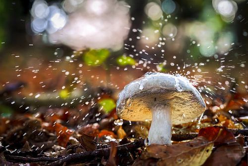 Een witte buisjes zwam in een magisch herfstbos.