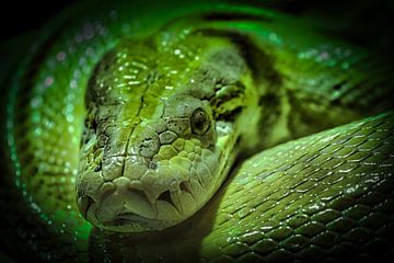 Groene slang close up van voor van Faucon Alexis