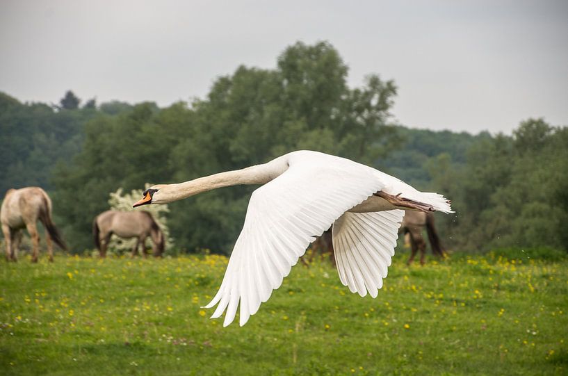 Swan by Jasper Los