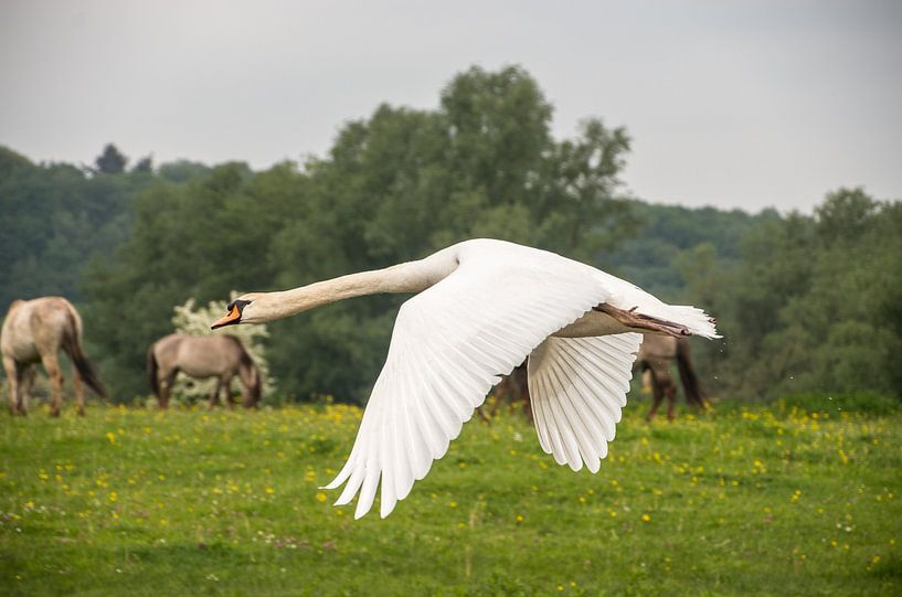 Schwan von Jasper Los